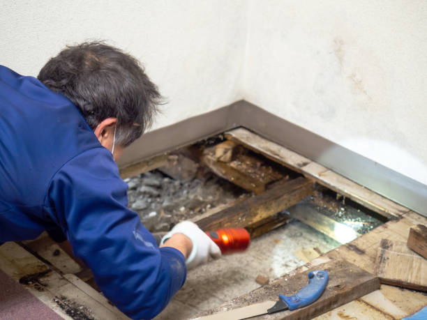 Why You Should Choose Our Mold Remediation Services in Claysburg, PA